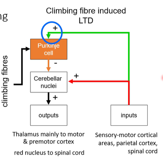 <ul><li><p>The synapse between granule cells (parallel fibres) + Purkinje cells = is plastic = can undergo Long Term Depression (LTD)</p></li><li><p>The trigger for LTD is simultaneous activity of parallel fibres</p><ul><li><p>climbing fibres (associative learning) via mossy fibres</p></li><li><p>error signal via climbing fibres</p></li></ul></li><li><p>LTD reduces P-cell inhibition of cerebellar nuclei + dis-inhibits the direct pathway</p><ul><li><p>= cerebellar nuclei more active</p></li></ul></li><li><p>LTD = connection gets weaker over time w certain activity</p></li></ul><p></p>