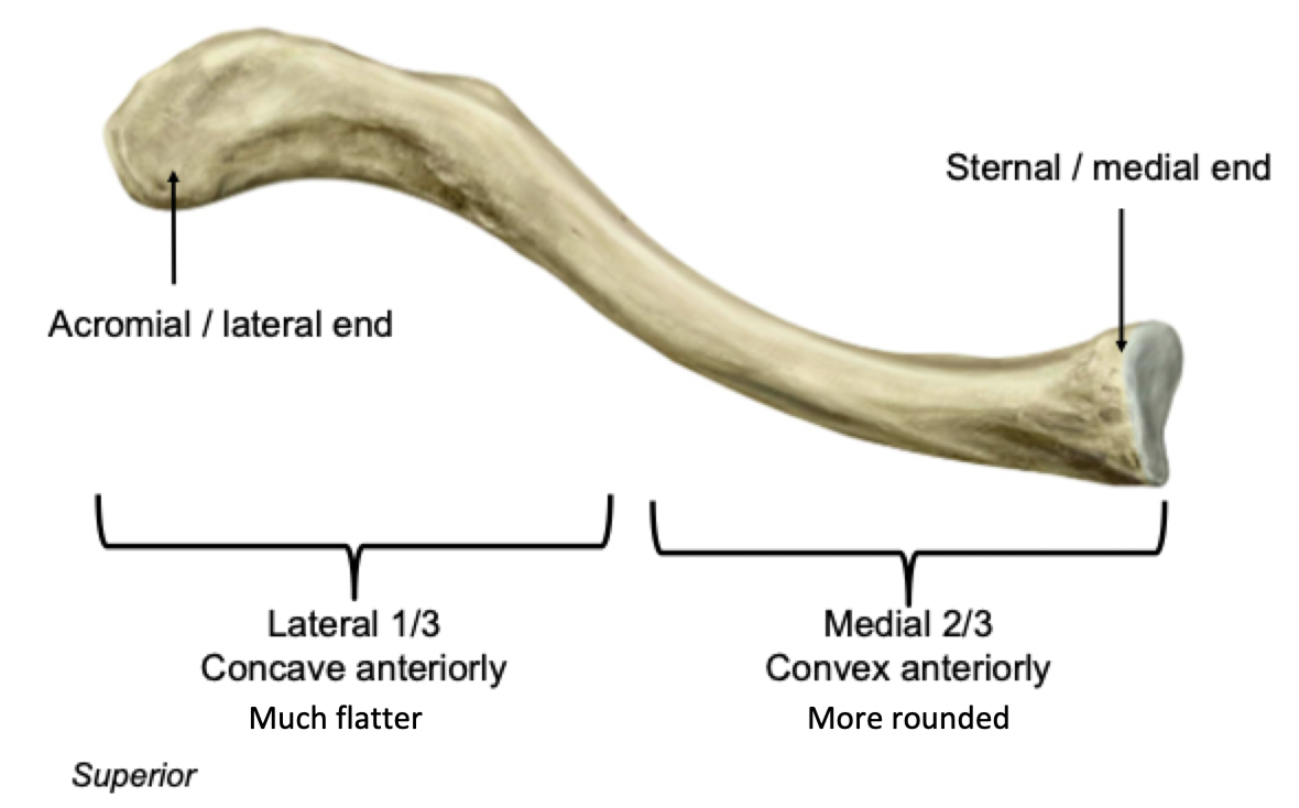 <p><strong>Clavicle - Superior view</strong></p><p></p><p><strong>Acromial / lateral end</strong></p><ul><li><p>Articulates with acromion of scapula</p></li></ul><p><strong>Sternal / medial end</strong></p><ul><li><p>Articulates with sternum</p></li></ul>
