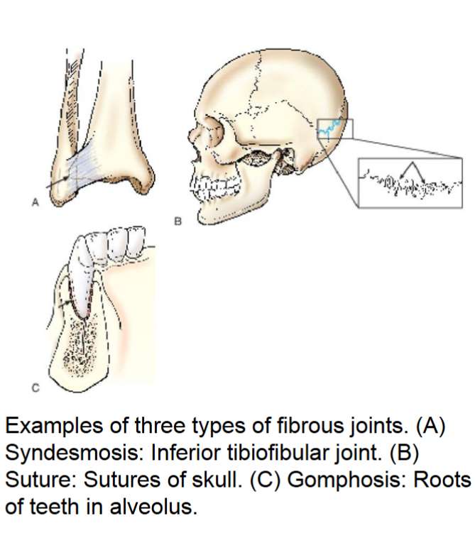 <p>fibrous joints </p>