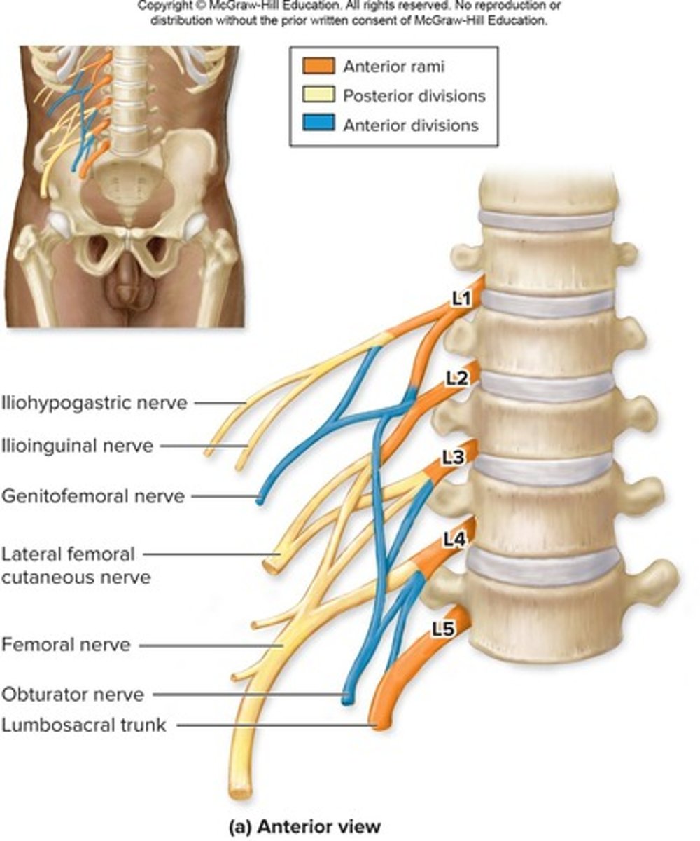 <p>-Formed from the anterior rami SN L1-L4</p><p>-Posterior division Femoral nerve (main)</p><p>-Anterior division Obturator nerve (main)</p>