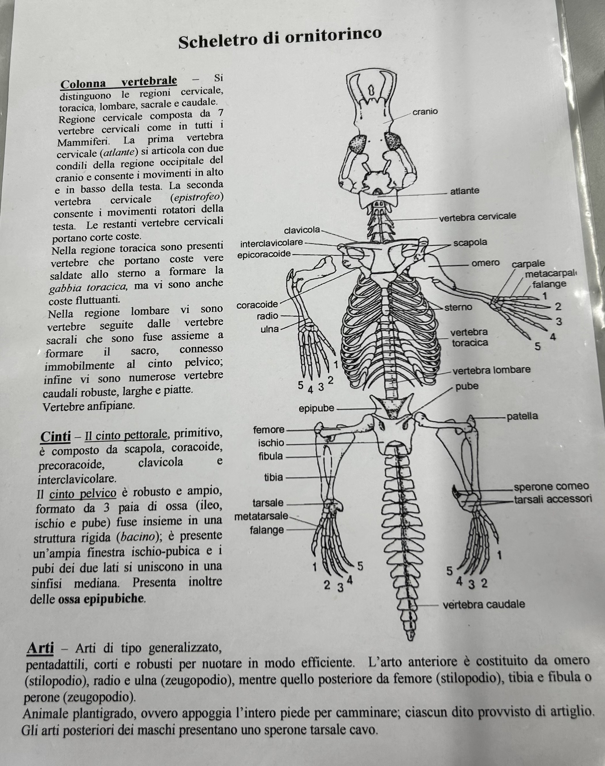 <p>Scheletro ornitorinco</p>