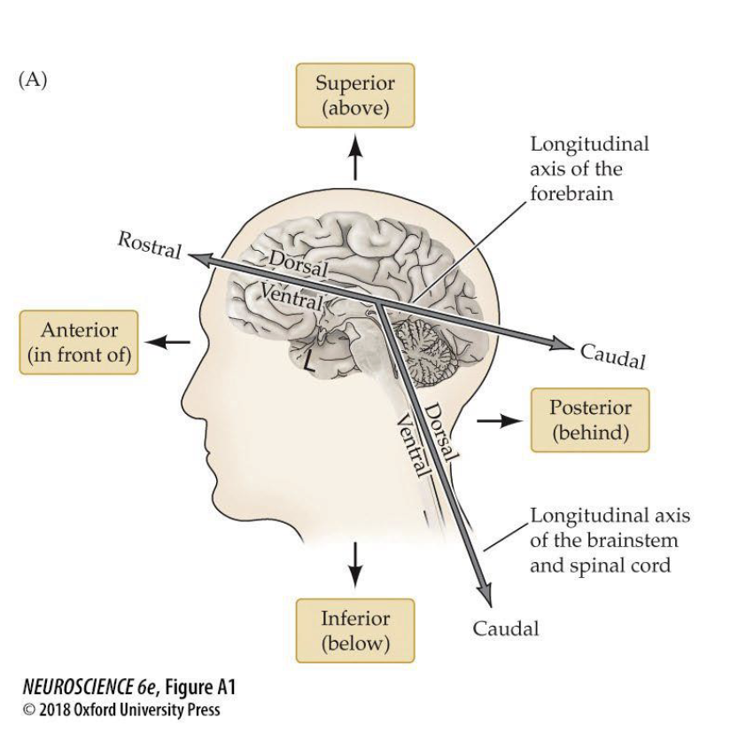 <p>Can you name these anatomical directions?</p>