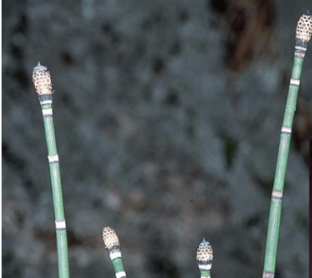 <p>distinctly ribbed with obvious nodes/ internodes</p>