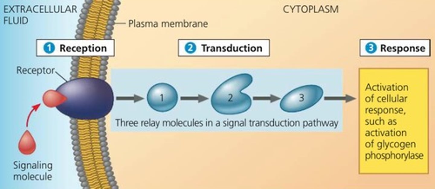 <p>Signal Reception: ligand binds to receptor protein</p><p>Signal Transduction: converts signal to a form that can bring about a cellular response</p><p>-Pathway: activates proteins through protein kinase --&gt; phosphorylation cascade, amplifies signals, easier regulation</p><p>Cellular Response</p>