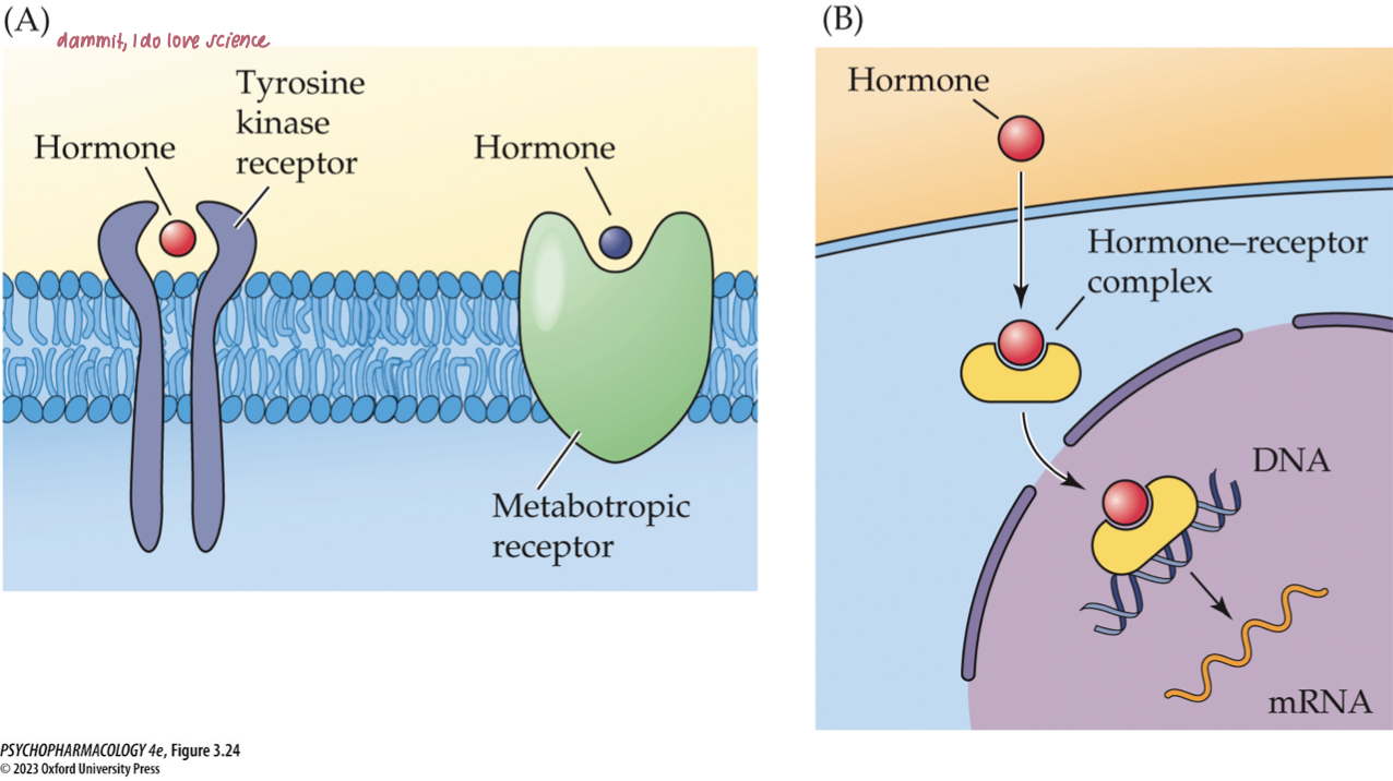 <ul><li><p><span>Most peptide hormones act through membrane metabotropic receptors.</span></p></li><li><p><span>Insulin uses tyrosine kinase receptors.</span></p></li><li><p><span>Steroid and thyroid hormones operate mostly through intracellular receptors in the cell nucleus; function as <strong>transcription factors</strong>.</span></p></li></ul><p></p>