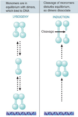 <ul><li><p>when cI gets cleaved or the stability of cII is compromised</p></li><li><p>when cI gets cleaved it cant bind to DNA</p></li></ul>
