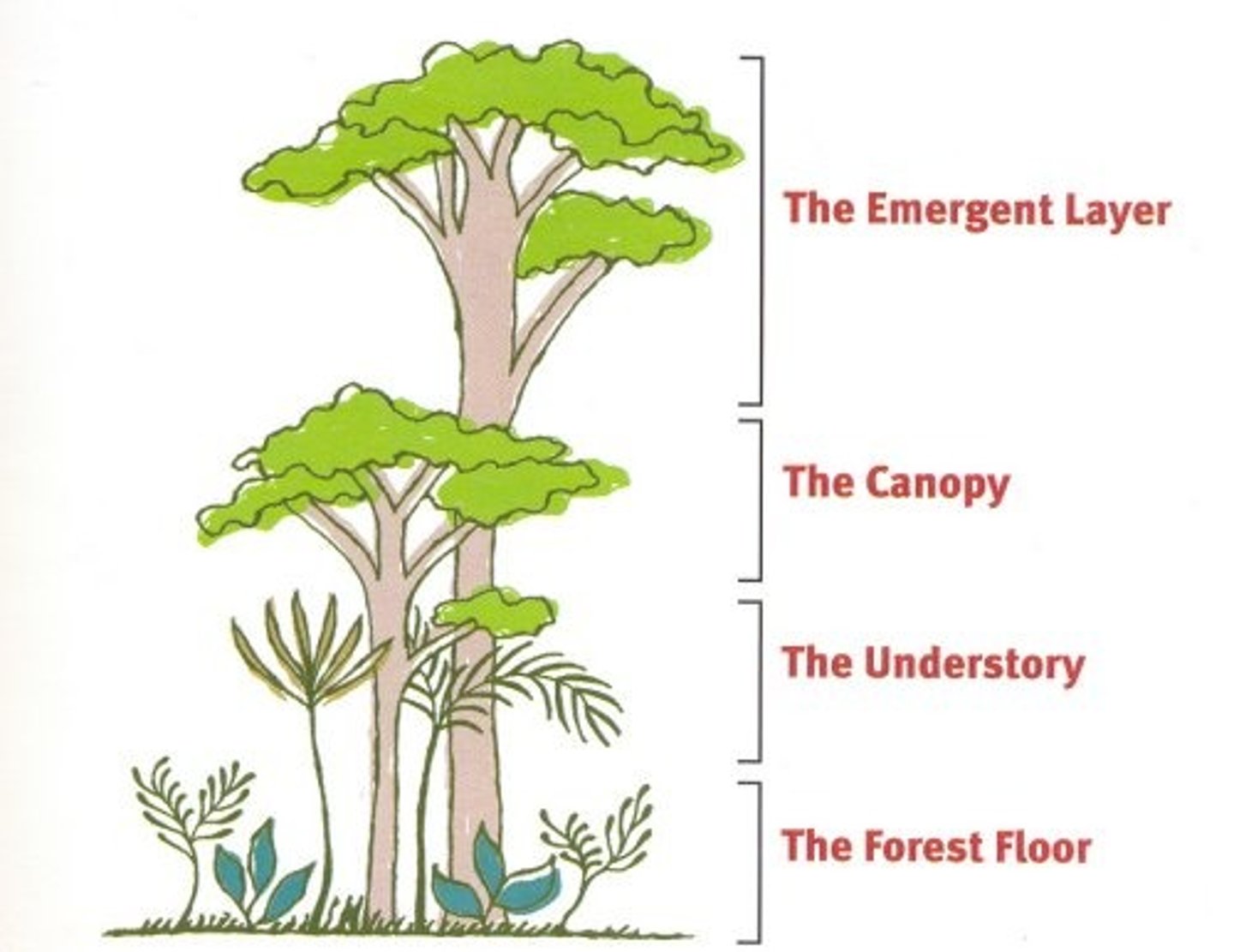 <p>Located under the canopy layer and consists of leafy plants with large leaves to gather sunlight.</p>