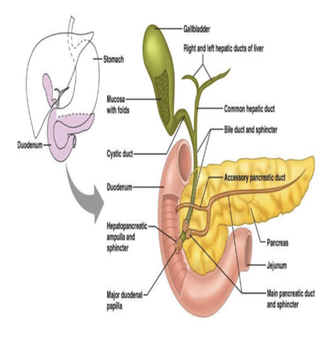 <p>- Salivary Glands</p><p>- Pancreas</p><p>- Liver</p>