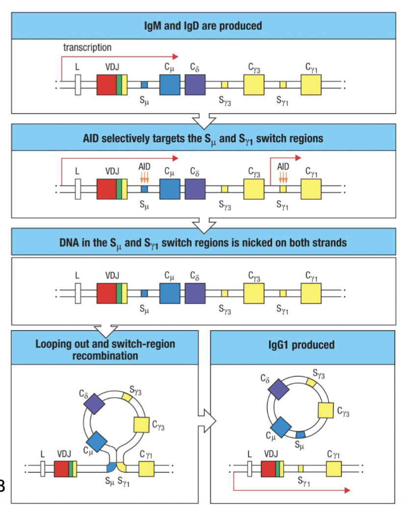 <ul><li><p><span><span>Activated B cells undergo recombination of heavy-chain C gene segments (</span><strong><span>Class Switch Recombination</span></strong><span>)</span></span></p></li><li><p><span><span>Requires transcriptional activity in C region to be switched to – regulated by cytokines&nbsp;and environment (e.g. IL-4 → IgE, IgG1; TGFβ/ IL-5→IgA; IFNɣ→IgG2a, IgG3)&nbsp;</span></span></p></li><li><p><span><span>Mediated by </span><strong><span>activation-induced cytidine deaminase (AID</span></strong><span>) in proliferating B cells&nbsp;</span></span></p><ul><li><p><span><span>Single nucleotide mutations induced in </span><strong><span>switch regions (S</span></strong><span>) flanking C regions →</span></span></p></li><li><p><span><span>Nicks on both strands facilitate homologous recombination that excises upstream C regions ... no going back</span></span></p></li></ul></li><li><p><span><span>AID deficiency associated with </span><strong><span>hyper-IgM syndrome</span></strong><span>&nbsp;(</span></span>increased infections, and cancer risk)</p></li></ul><p>(requires active transcription at the sites, depending on cytokine will get signals from the environment)</p><p>(in presence of certain cytokines will have transcription (DNA opens up) AID create nicks in the sequences (switch regions) and then homologous recombination occurs→ cleaves out the sequence can no longer make IgD and IgM (irreversible) creates different antibody)</p>