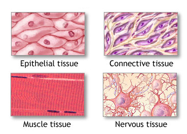 <ul><li><p>Epithelial</p></li><li><p>Connective</p></li><li><p>Muscle</p></li><li><p>Nervous</p></li></ul>