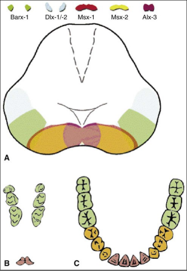 <p><strong><span style="font-family: Times New Roman, serif">Incisiform (red): the compartment where incisors form</span></strong></p><p><strong><span style="font-family: Times New Roman, serif">Caniniform (yellow): the compartment where canines form</span></strong></p><p><strong><span style="font-family: Times New Roman, serif">Molariform (green): the compartment where molars form</span></strong></p>