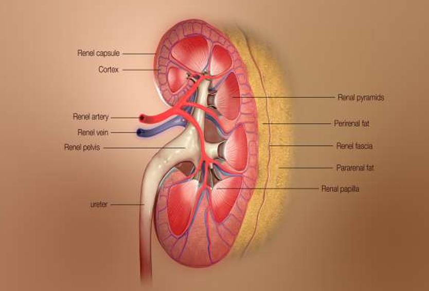<ul><li><p><strong>Renal capsule:</strong> The fibrous innermost layer that directly surrounds each kidney.</p><p></p></li><li><p><strong>Adipose capsule:</strong> The middle layer that provides protection and helps keep the kidney in place.</p><p></p></li><li><p><strong>Renal fascia:</strong> The double-layered outermost layer that anchors the kidney to surrounding structures.</p></li></ul><p></p>
