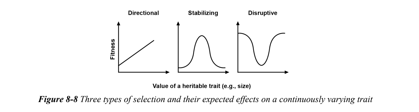 <p>selection that arises when one allele consistently&nbsp;raises fitness; eventually, the beneficial allele is expected to become fixed in the population</p><p>causes a directional trend favoring an increase in the freq. of a favored allele relative to all other allels</p><p>when a beneficial allele is rare in the pop., directional selection works more slowly than when the beneficial allele is dominant</p><p>tends to remove genetic variation from populations</p><p>Ex. Peppered Moth</p>
