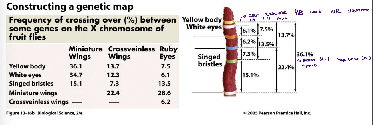 <p>their physical distance - used to map the distance between genes</p><ul><li><p>recombination between genes that are very closely linked is rare because they are always inherited as a single unit therefore no recombination</p></li></ul>