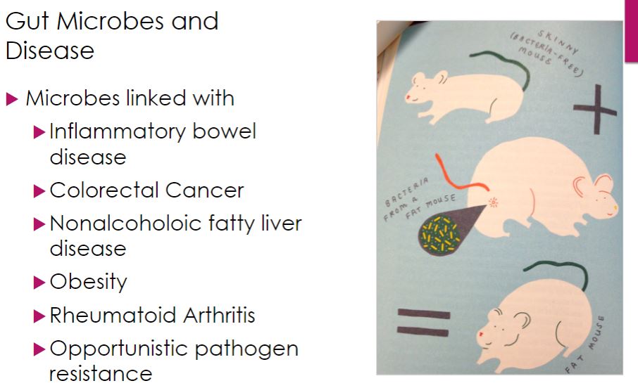 <p>-Body weight is most closely related not to the number of calories we eat, but the number of calories we absorb. Our cells are very good at taking up simple sugars and a few polysaccharides, but for the most part, we rely on our gut microbiota to convert our food into calories we can use. This was shown in the early 2000s in a series of experiments that used germ-free mice. Germ-free (GF) mice are born by cesarean delivery, reared in sterile enclosures, and fed sterile food and water. Although GF animals are nowhere near representative of normal life, comparing GF mice with those bearing a normal microbiome (in this context, known as conventional animals) allows scientists to test many of the complex relationships between microorganisms, hosts, and environmental factors in a controlled fashion. These early microbiome studies showed that GF mice could eat more but gain less weight than conventional mice. For example, in one 8-week study, GF mice gained 50% less than conventional mice after both groups consumed a diet of 40% fat. While this may sound like an ad for a weight-loss plan (&quot;Eat more! Weigh less!&quot;), this study and others like it showed that gut microbiota convert much of the food eaten into degradation products that contribute to total caloric intake of the host. The causal nature of the microbiome population and weight gain has been demonstrated by fecal microbiome transplant (FMT) experiments (see chapter opener). FMT using conventional, obese mice as donors and GF mice as recipients causes the formerly GF recipient mice to become obese as well, despite no change to their diet or exercise regime. Additional experiments have shown that FMT from lean to obese mice can trigger weight loss in the recipients.</p><p>-It is frequently (but not always) observed that obese mice, like overweight and obese people, turn out to have higher relative concentrations of gut bacteria belonging to the phylum Firmicutes compared to bacteria belonging to the phylum Bacteroidetes, along with several other changes in gut microbiota population (table 24.2). Why is this important? Simply put, we cannot break down fiber very well but our bacteria can. Although the term fiber is not very specific, all fiber consists of a variety of linear and branch chained sugars. Because we can digest only a few complex polysaccharides, we feed most of them to our microbiome. Unlike our own cells, the typical gut microbiome produces thousands of enzymes that evolved to break down complex polysaccharides into their constituent monomers. Importantly many bacteria ferment these monomers into short-chain fatty acids (SCFAs). These SCFAs include butyrate, propionate, and acetate. Butyrate is the principle source of calories for intestinal epithelial cells (called colonocytes) that line the gut. In fact, butyrate increases colonocyte mitochondrial activity so that many carbon substrates are oxidized to CO₂-thus calories consumed are literally vaporized. Propionate travels to the liver where it inhibits cholesterol synthesis, and along with butyrate helps regulate weight by increasing the release of intestinal hormones that suppress hunger. On the other hand, acetate is readily absorbed by a variety of host cells and acts as a precursor for lipid synthesis in liver and fat cells. For this reason, acetate in this context is sometimes called &quot;obesogenic.&quot; The shift in the population of gut microbiota observed in obese individuals results in more bacteria that produce acetate, which promotes weight gain and fewer bacteria that produce butyrate and propionate, which protect against obesity. The role of SCFAs in weight regulation and maintaining host homeostasis has refocused attention from the individual species that constitute the gut microbiome to the products these microorganisms secrete, called the metabolome As we now discuss, SCFAs and the microbes that produce them are key players in immune modulation as well.</p>