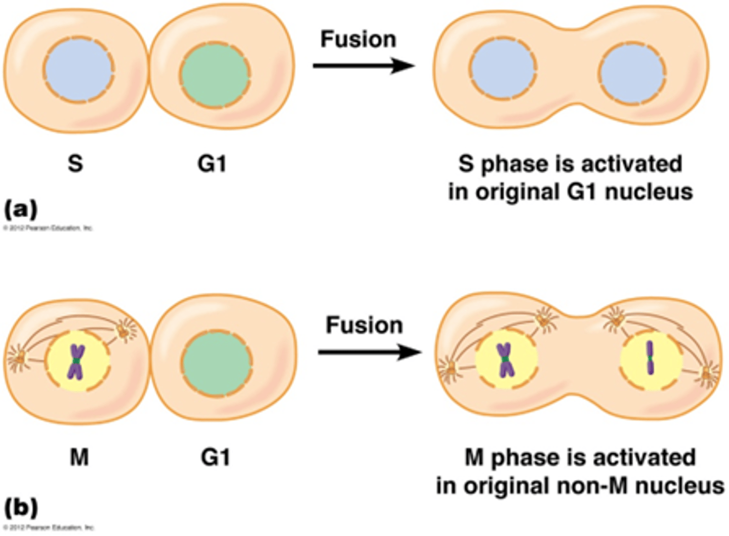 <p>- heterokaryon S-fase + G1 fase → S-phase inductie</p><p>-heterokaryon M-fase + G1→ M-fase inductie</p><p>Door een S en G1 te combineren zie jedat de cel insant in de S fase komt, er moet dus iets in die linker cel zitten dat de S fase induceert</p><p>Door een M en G1 fase te combineren zie je dat de mitose instant start -> er is een overdraagbaar element dat de M fase induceert</p>