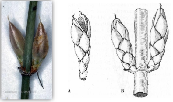 <p>identify the structure</p>