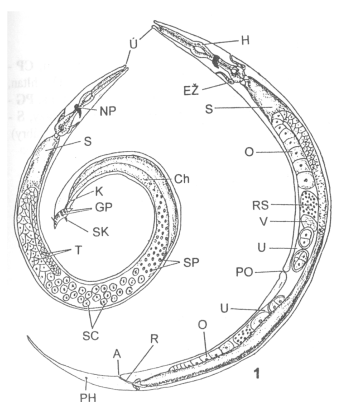 <p>Rhabditis sp</p>
