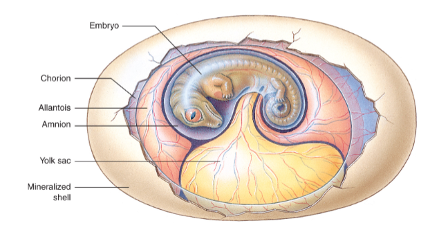 <ul><li><p>Amnion</p></li><li><p>Chorion</p></li><li><p>Allantois</p></li><li><p>Yolk sac</p></li></ul><p></p>