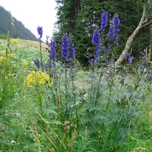 <p>aconitum plicatum</p>