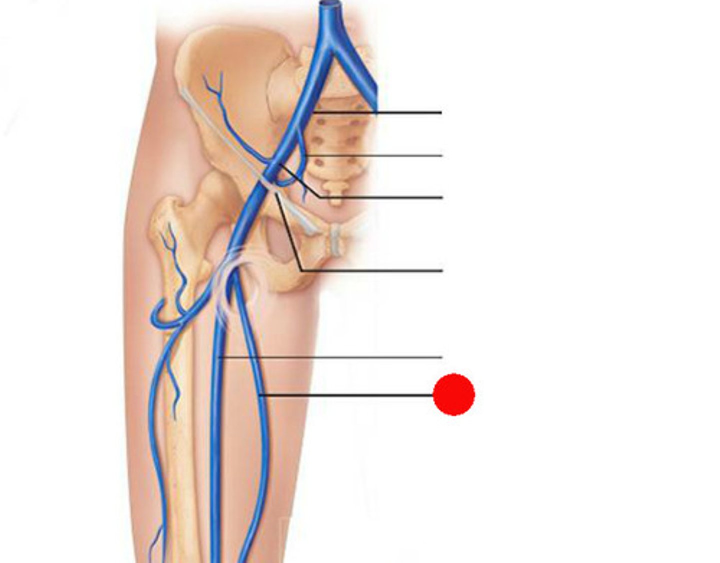 <p>the femoral vein</p>