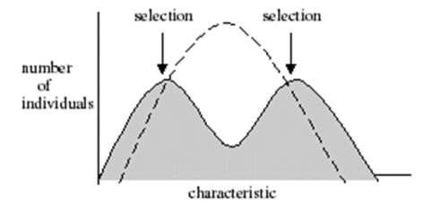 <p>The graph below represents which of the following types of selection?</p>