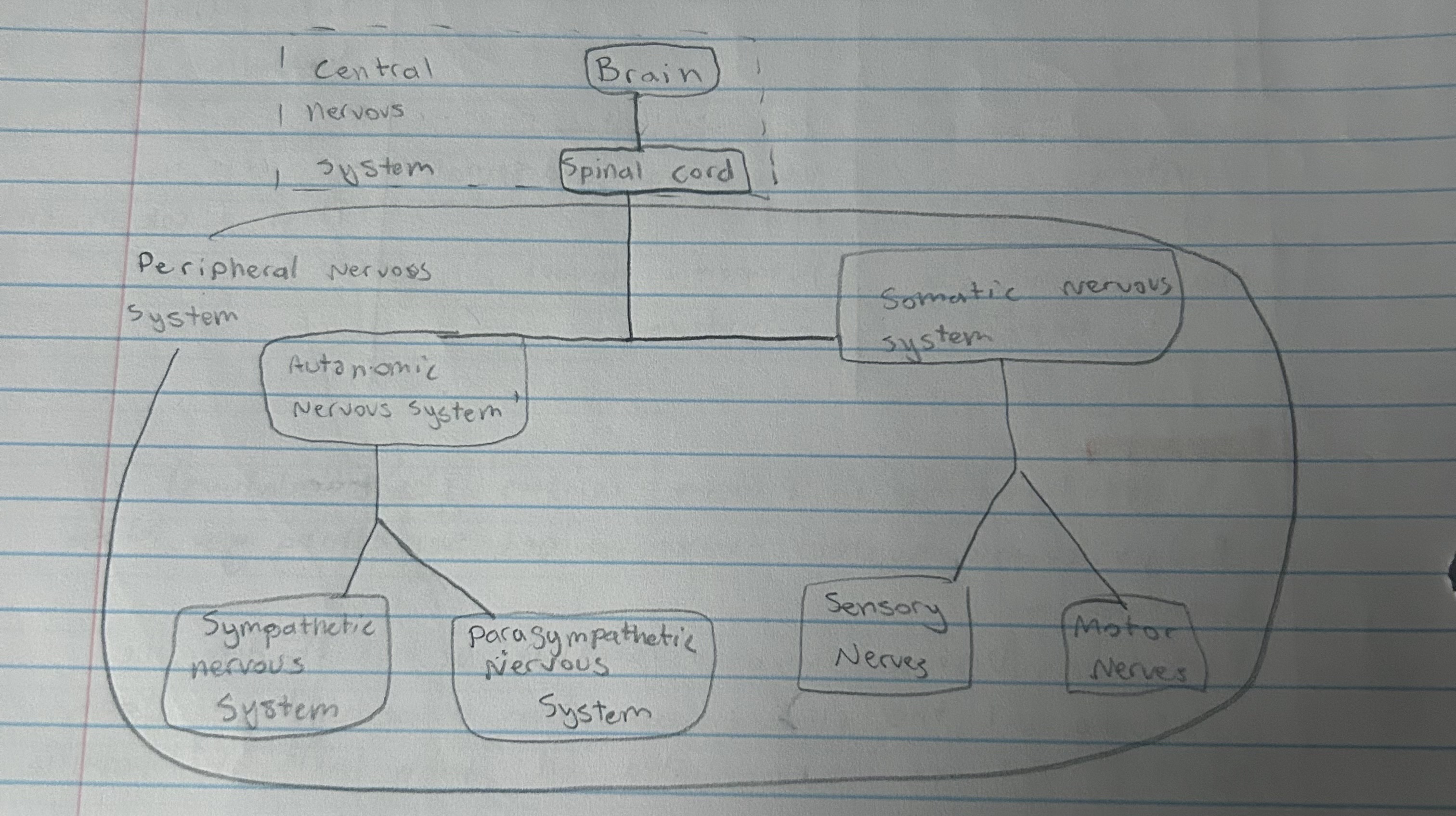 <ul><li><p>It is the body’s speedy electrochemical communication network</p></li><li><p>It holds all nerve cells in the peripheral and central nervous system</p></li></ul><p></p>