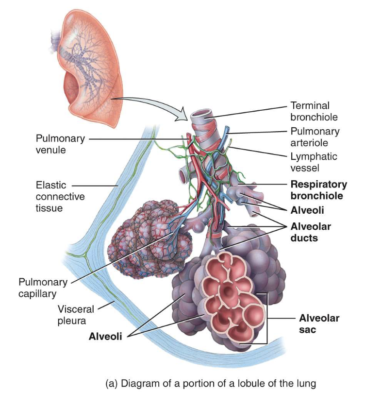 <p>lymphatics, arterioles, venues, terminal bronchioles, respiratory bronchioles, alveolar ducts, alveolar sacs, alveoli</p>