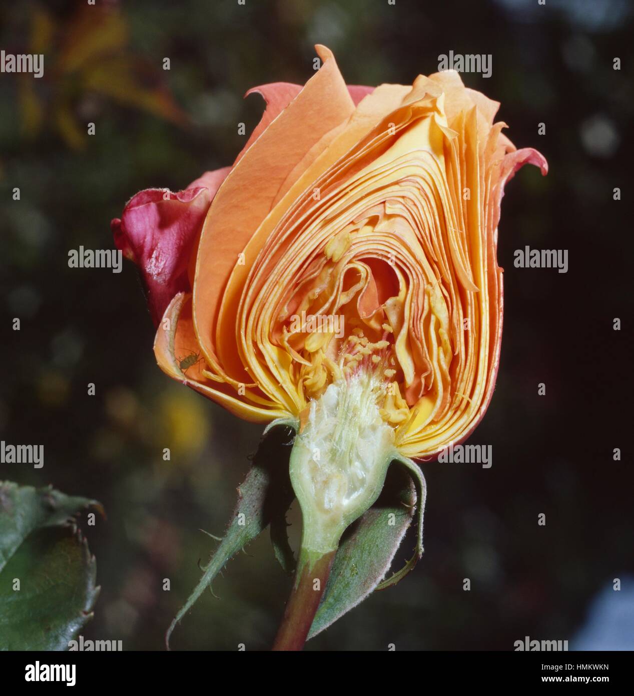 <p>Identify the ovary arrangement.</p>