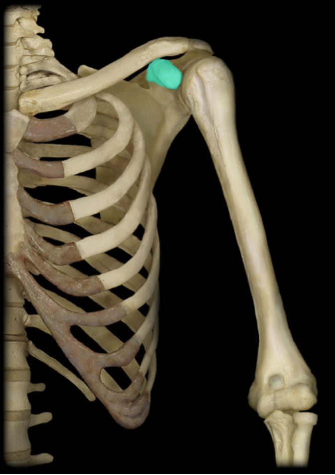 <p>Attachment for muscle</p>