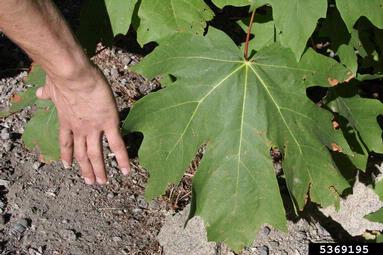 <p>large leaf, bigger than hand, white small flowers</p>