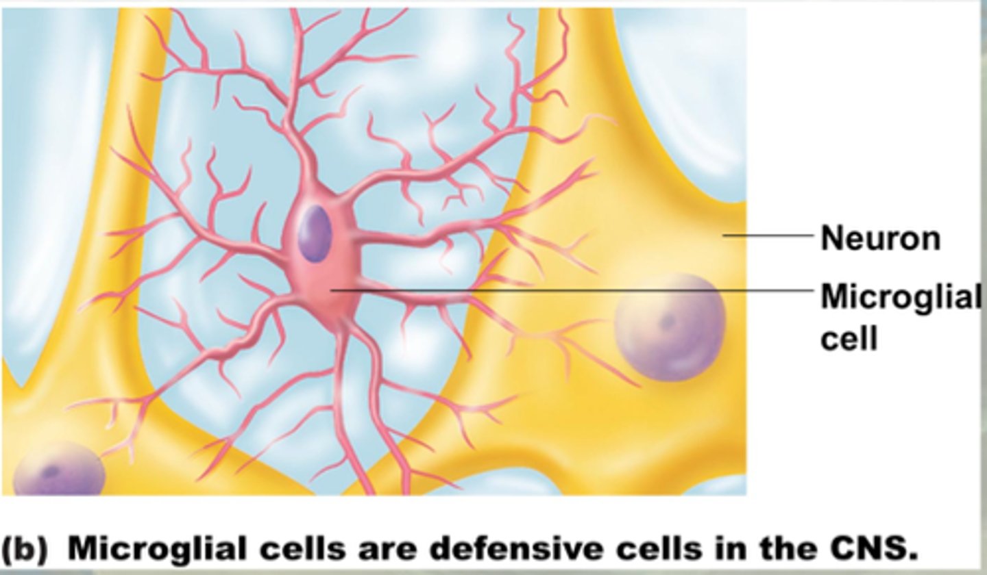 <p>-serve as the immune system in the brain</p><p>-wander through the CNS looking for debris and damage</p><p>-multiply in areas of damage</p>