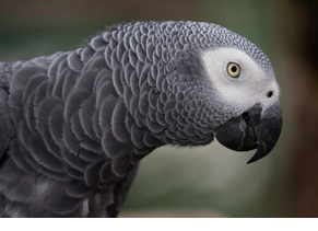 <p>Psittacus erithacus</p><p>Medium size (350-500g)</p><p>Feeds on variety of fruits, seeds and berries, pellets, mix vegetables/fruit, calcium supplements + UV-B?, UV-A for behaviour</p><p>Appropriate cage size/design</p><p>Environmental enrichment - perches, toys, bathing</p><p>Social interactions</p><p>Lifespan 20-30y</p>