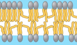 <p>What are membranes fluid with at a lower temperature?</p>