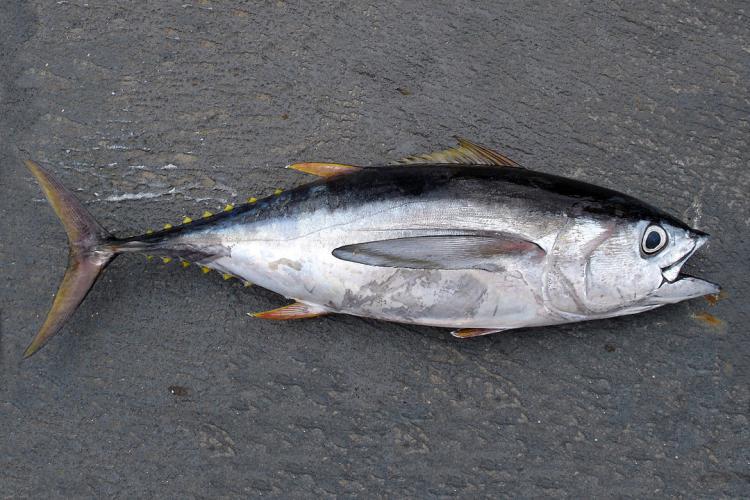 <p>Dorsal fins are yellow and short</p><p>large eye</p><p>metallic blackish blue dorsally silvery below</p><p>Pale spot and lines may be present on lower sides</p><p>pectoral fins are very long in small specimens</p>