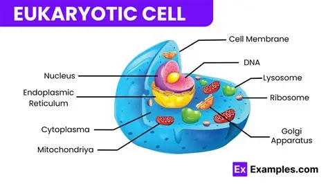 <p>Eukaryotic cells </p>