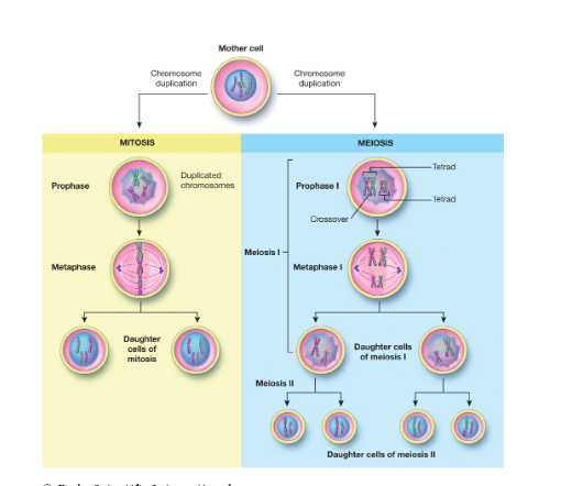 <p><span>serves a twofold purpose: growth and development of cells and replacement of old, dead, or damaged cells. Most cells divide through a process known as </span><strong>mitosis. </strong><span>Sex cells, which are involved in the reproduction of an organism, require a different process called </span><strong>meiosis</strong><span> (migh-OH-sis).</span></p>