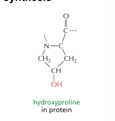 <p>is a modified AA formed as part of collagen synthesis</p><ul><li><p><strong>procollagen</strong> molecules = synthesized containing <strong>unmodified proline </strong>residues</p></li><li><p>many proline residues of procollagen polypeptide → <strong>hydroxylated</strong></p></li><li><p>hydroxyl group of hydroxyproline form <strong>interchain hydrogen bonds</strong> that help stabilize the triple-stranded helix</p></li></ul><p></p>