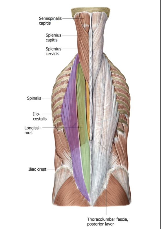 * Iliocostalis - purple
  * most lateral 

    \
* Longissimus - green

  \
* Spinalis - yellow 
  * next to the spine 

\
__**Action:**__

* Extend vertebral column and head; laterally flex column