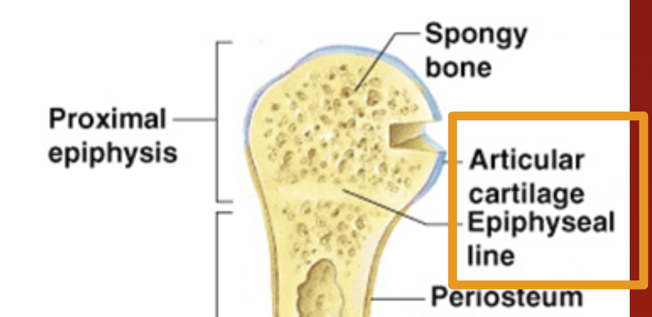 <p><span style="font-family: &quot;Trebuchet MS&quot;, sans-serif">Cushions ends of bones so joints can function.</span></p>