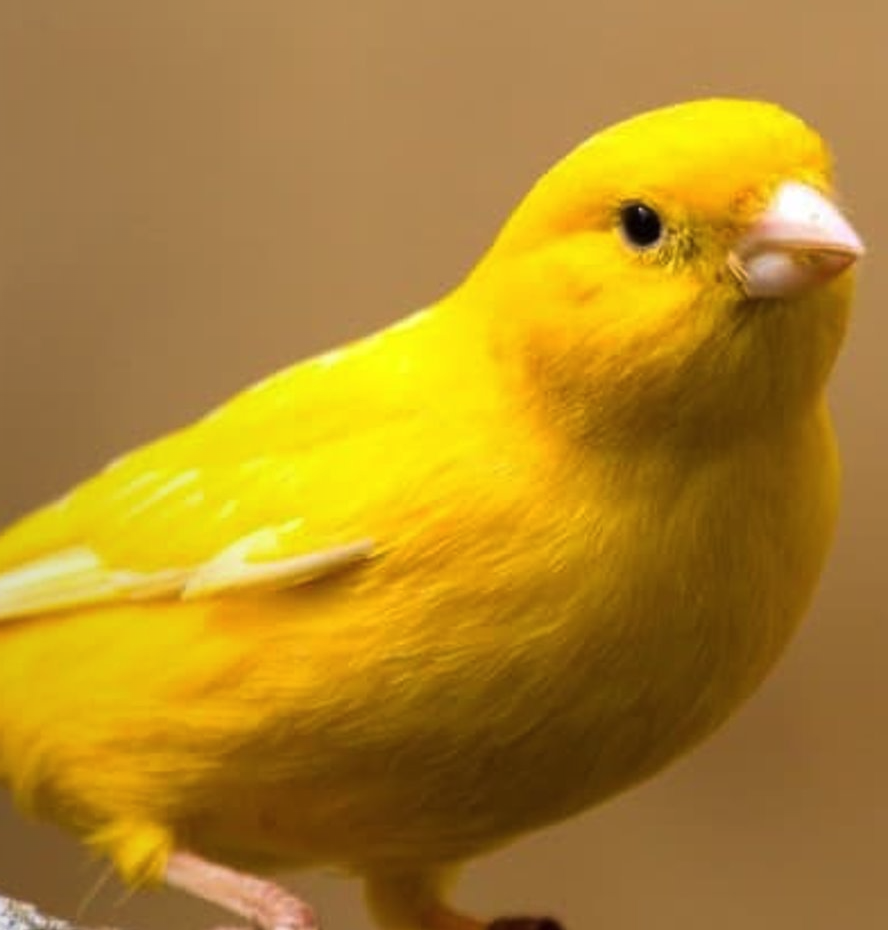 <p><span style="font-family: "Calisto MT";"><span>Ze staan bekend om hun mooie zang en vrolijke karakter.</span></span></p>