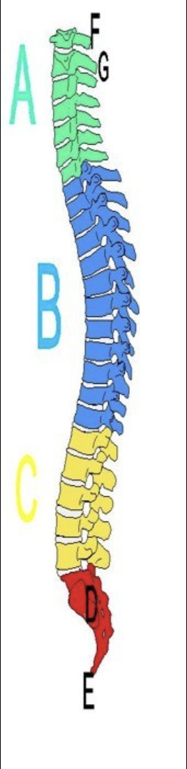 <p>Correctly label the regions of the spine.</p>