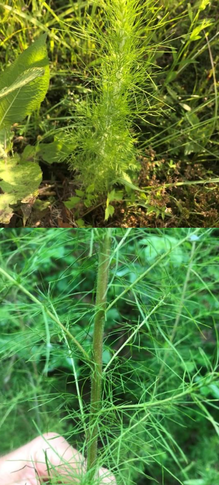 <p>What is the genus of this plant?</p><p>Hint: Filamentous- leaved plant in the front, when crushed it has a strong smell</p>