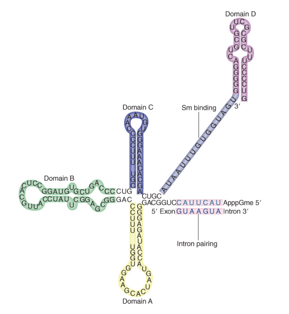 <ul><li><p>base-paired structure that creates several domains.</p></li><li><p>5ʹ end remains single stranded and can base pair w/ 5’ splice site</p></li></ul>