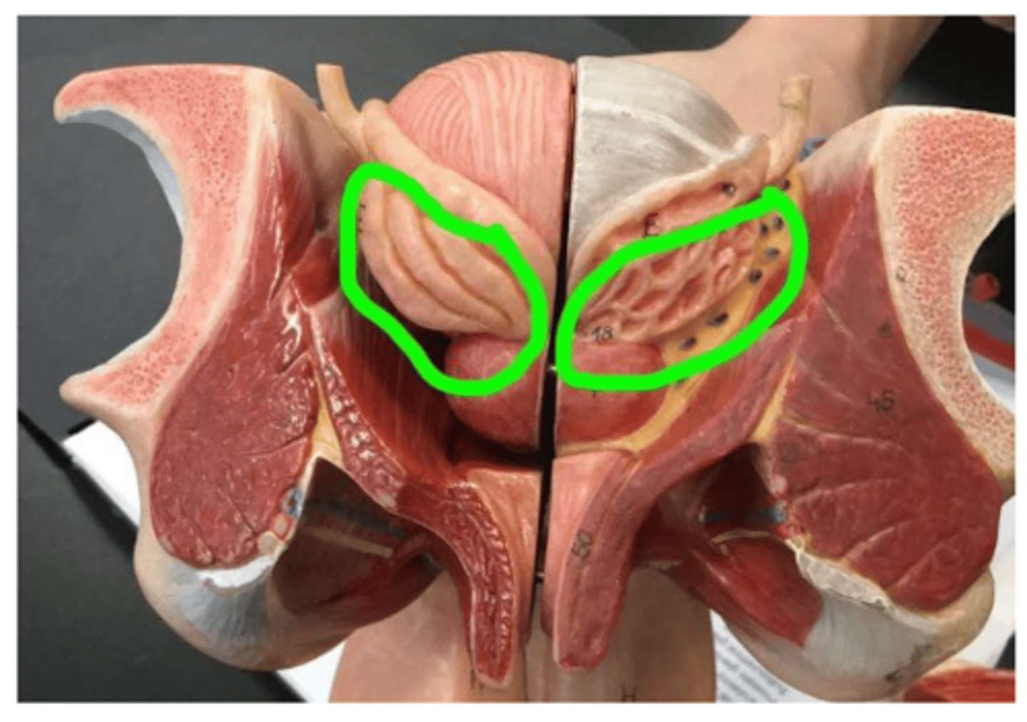 <p>honey comb shape</p>