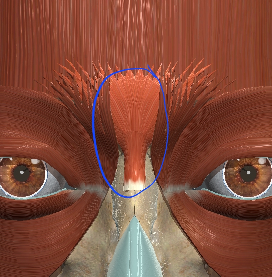 <p>What muscle is this?</p>