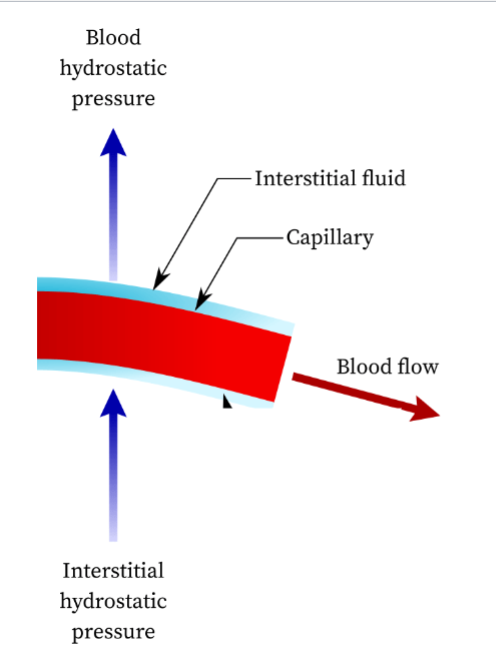 <p>• Force exerted per unit area by blood on BV wall <strong>(blood pushing inside BV)</strong></p><p><strong>• Promotes filtration </strong>(blood out of cap.)</p>