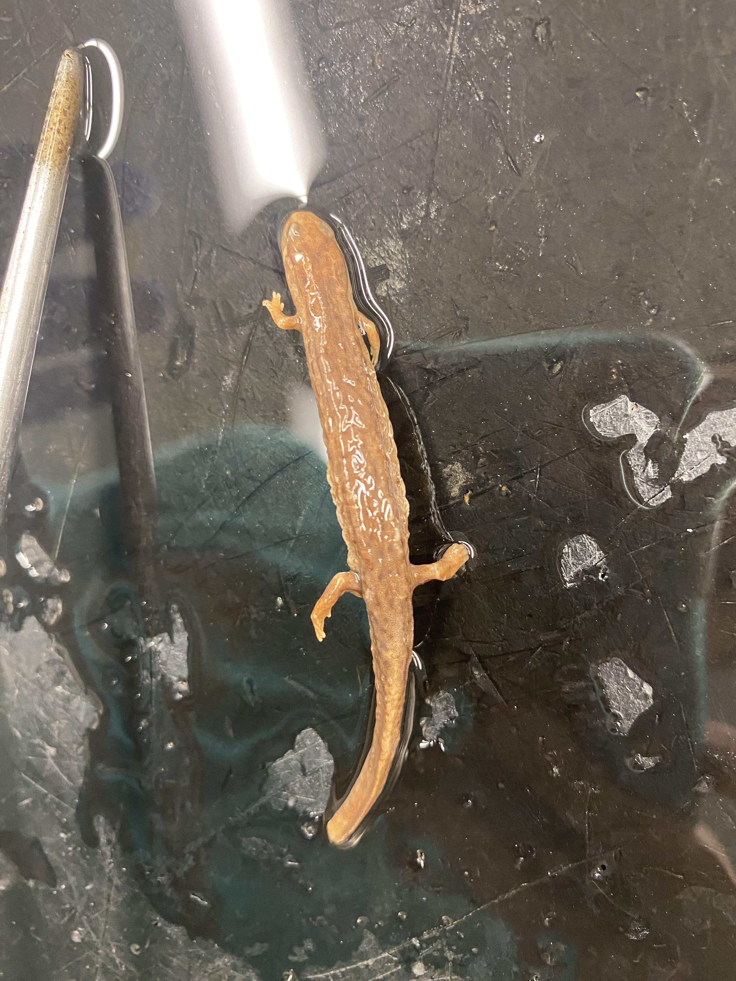 Northern Dusky Salamander
