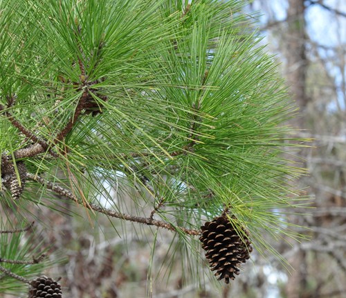 Blade: Evergreen needles, 6 to 9 inches long, with (usually) three yellow-green needles per fascicle
Cone:  brown, oval cones grow to 3-6 inches and have short thorns
Bark:  dark brown or brownish-red bark and separates into scaly plates as the tree matures