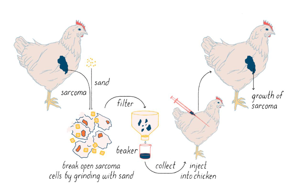 <ul><li><p><span><span>Studied cancers called sarcomas in chickens</span></span></p></li><li><p><span><span>Discovered </span><strong><span>oncogenes;</span></strong><span> cancer-causing genes</span></span></p></li><li><p><span><span>First discovered in viruses → discovery that they </span><strong><span>weren’t just</span></strong><span> in viruses</span></span></p></li><li><p><span><span>Ex. Rous Sarcoma Virus has a gene that promotes uncontrolled cell division</span></span></p></li><li><p><span><span>Encodes an overactive protein kinase that functions as a signal</span></span></p></li><li><p><span><span>This gene is an example of an </span><strong><span>oncogene</span></strong></span></p></li></ul><p></p>